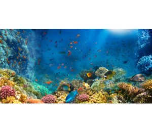 A wide angle photo of a coral reef with fish and various flora